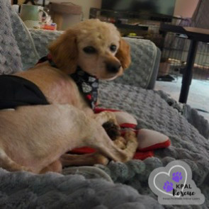 Flynn, an adoptable Poodle in Kenai, AK, 99611 | Photo Image 3