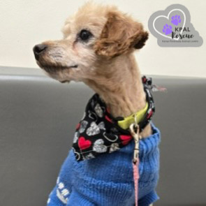 Flynn, an adoptable Poodle in Kenai, AK, 99611 | Photo Image 4