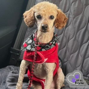 Flynn, an adoptable Poodle in Kenai, AK, 99611 | Photo Image 5