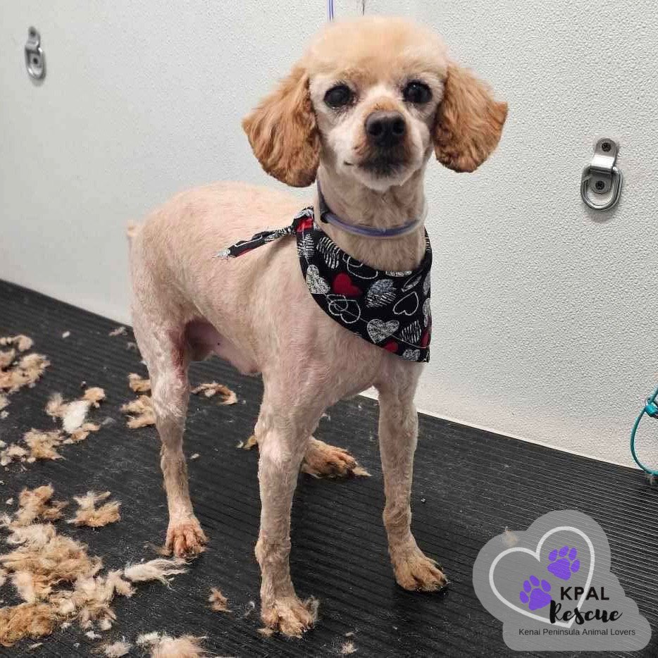 Flynn, an adoptable Poodle in Kenai, AK, 99611 | Photo Image 6