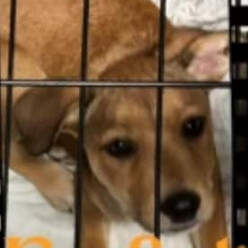 Kodiak, Young Male Black Mouth Cur