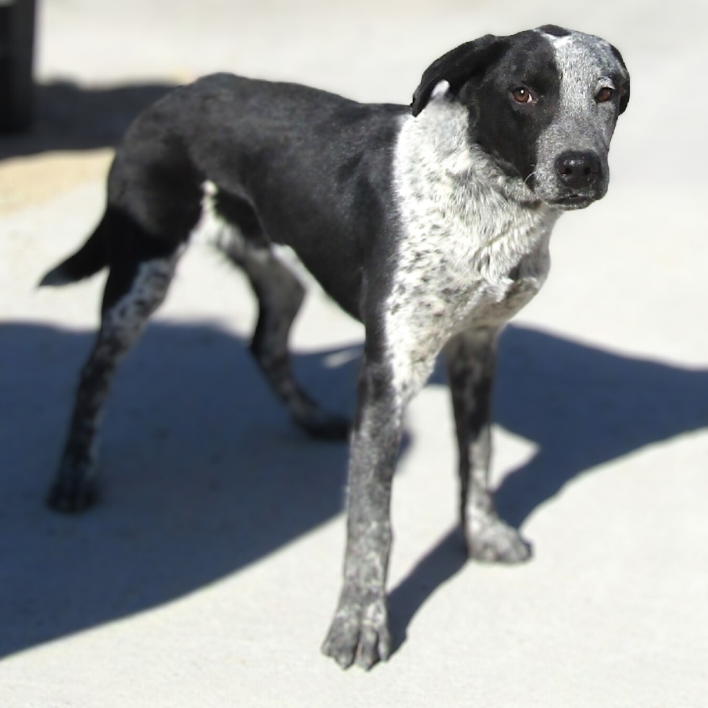 Cookies N Cream, an adoptable Mixed Breed in Las Cruces, NM, 88012 | Photo Image 1