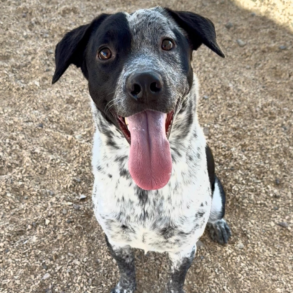 Cookies N Cream, an adoptable Mixed Breed in Las Cruces, NM, 88012 | Photo Image 1