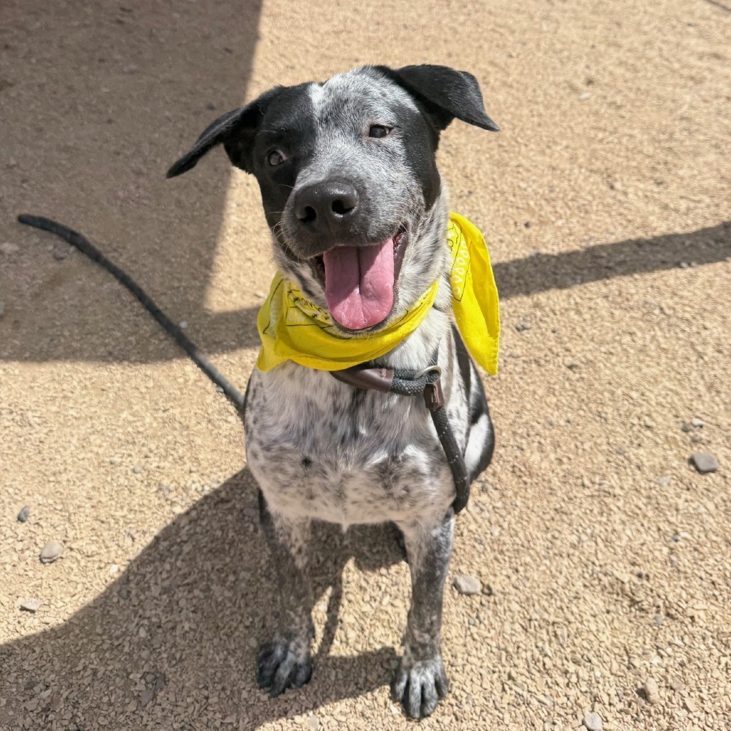 Cookies N Cream, an adoptable Mixed Breed in Las Cruces, NM, 88012 | Photo Image 1