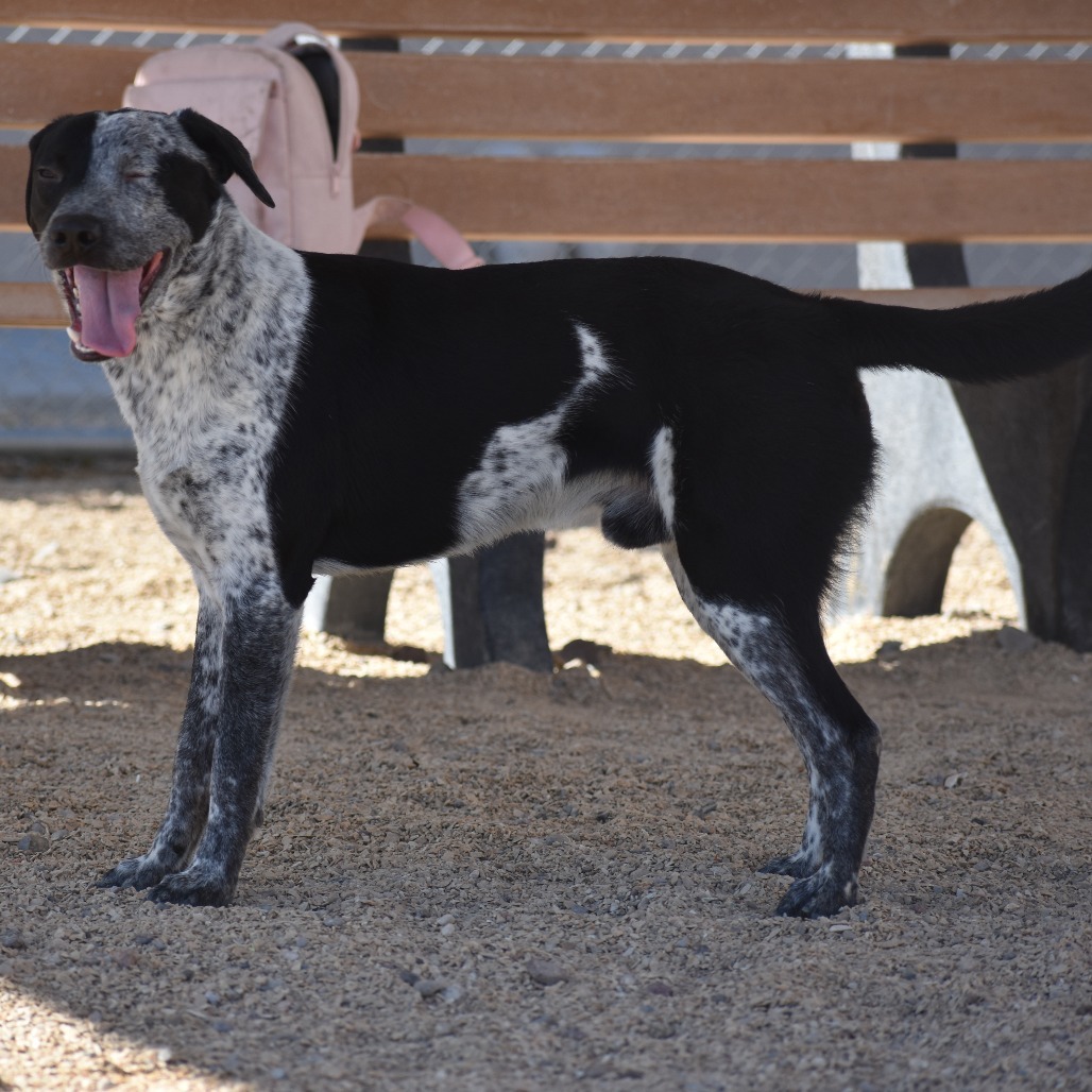 Cookies N Cream, an adoptable Mixed Breed in Las Cruces, NM, 88012 | Photo Image 3