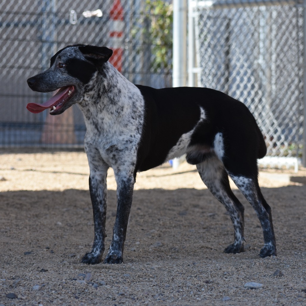 Cookies N Cream, an adoptable Mixed Breed in Las Cruces, NM, 88012 | Photo Image 5