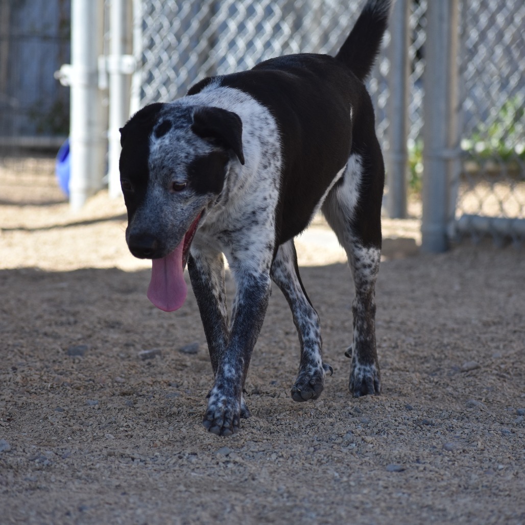 Cookies N Cream, an adoptable Mixed Breed in Las Cruces, NM, 88012 | Photo Image 5