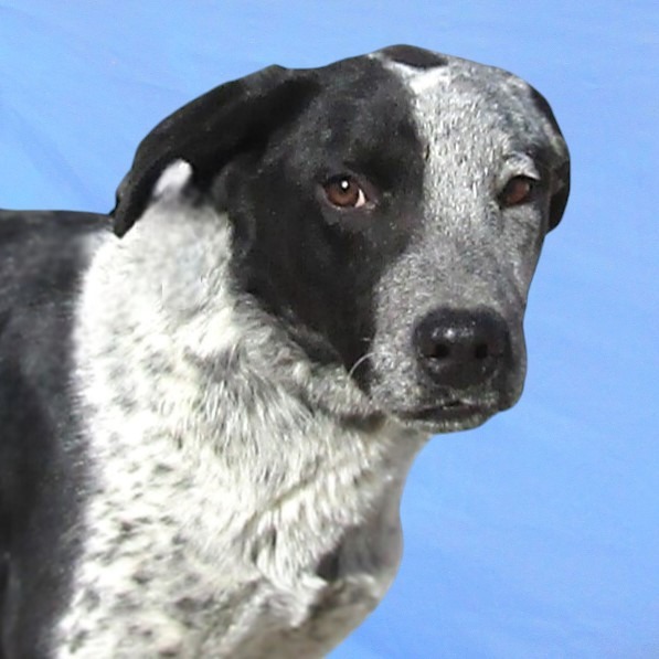 Cookies N Cream, an adoptable Mixed Breed in Las Cruces, NM, 88012 | Photo Image 2