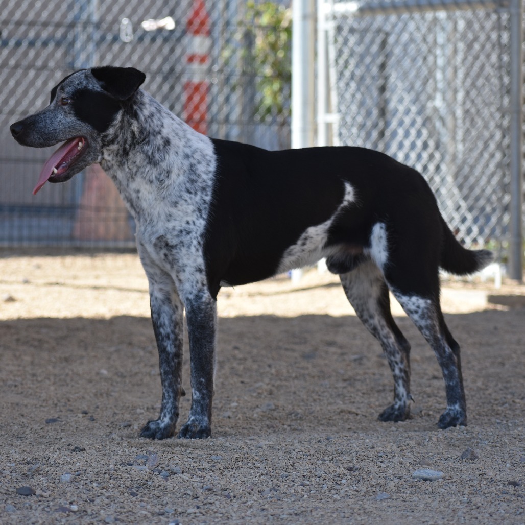 Cookies N Cream, an adoptable Mixed Breed in Las Cruces, NM, 88012 | Photo Image 6