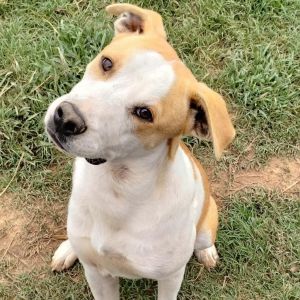 Bosco, Adult Male Pit Bull Terrier