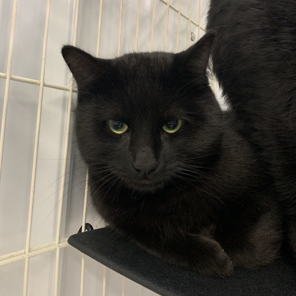 Chuy, an adoptable Domestic Short Hair in Spanish Fork, UT, 84660 | Photo Image 2