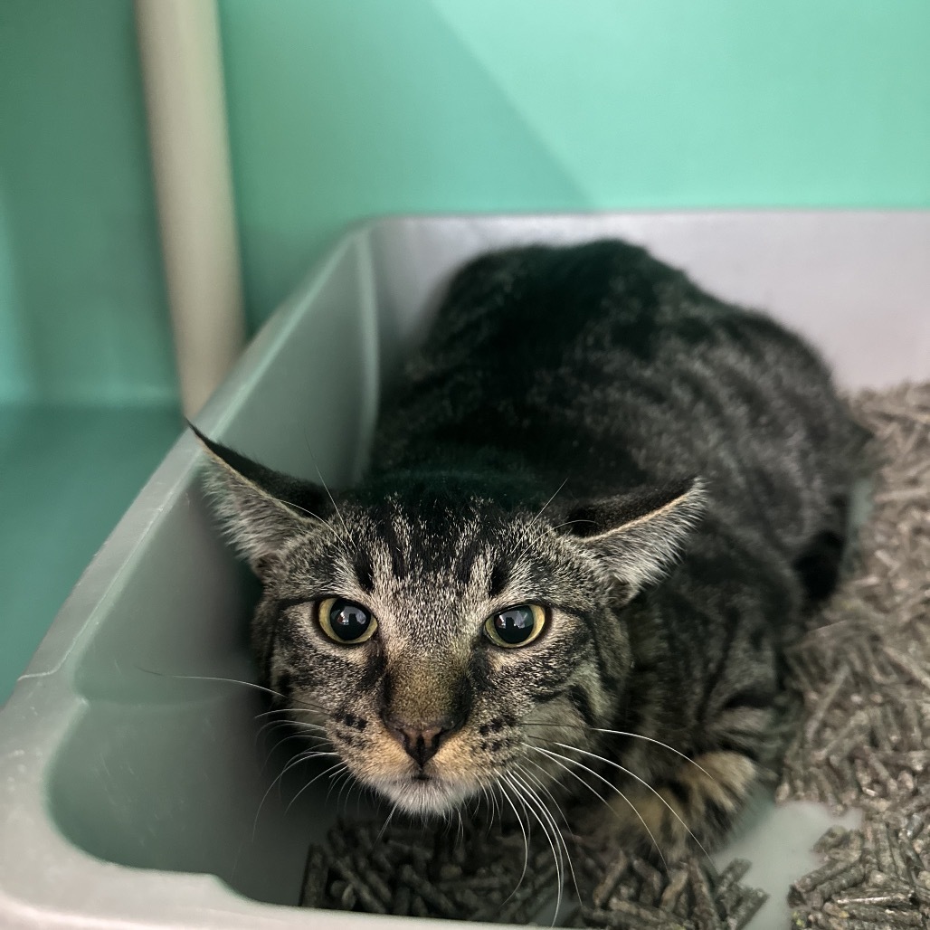 Charlotte, an adoptable Domestic Short Hair in Spanish Fork, UT, 84660 | Photo Image 1