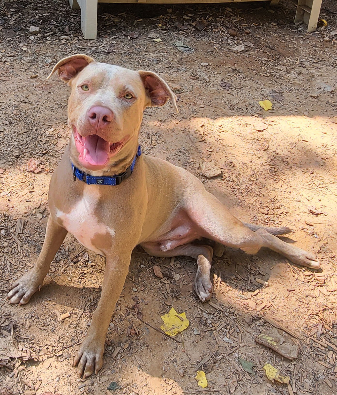 Memphis, an adoptable Pit Bull Terrier, Weimaraner in Roanoke, AL, 36274 | Photo Image 1