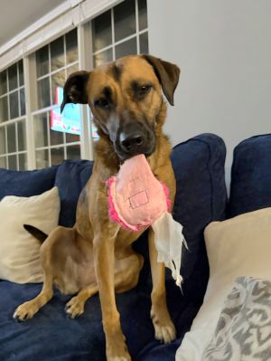 Allie *, Adult Female Labrador Retriever