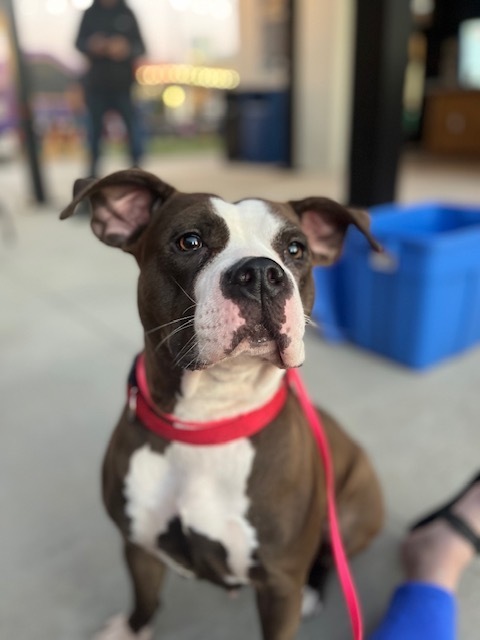 Lucia Jade AKA LJ - foster fail