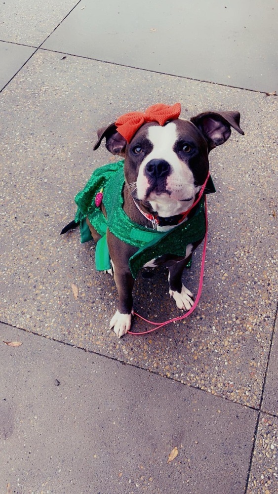 Lucia Jade AKA LJ - foster fail