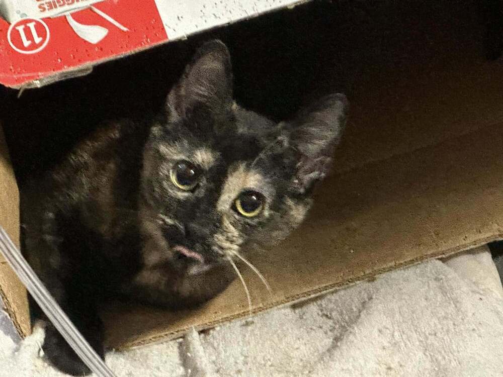 Sabrina