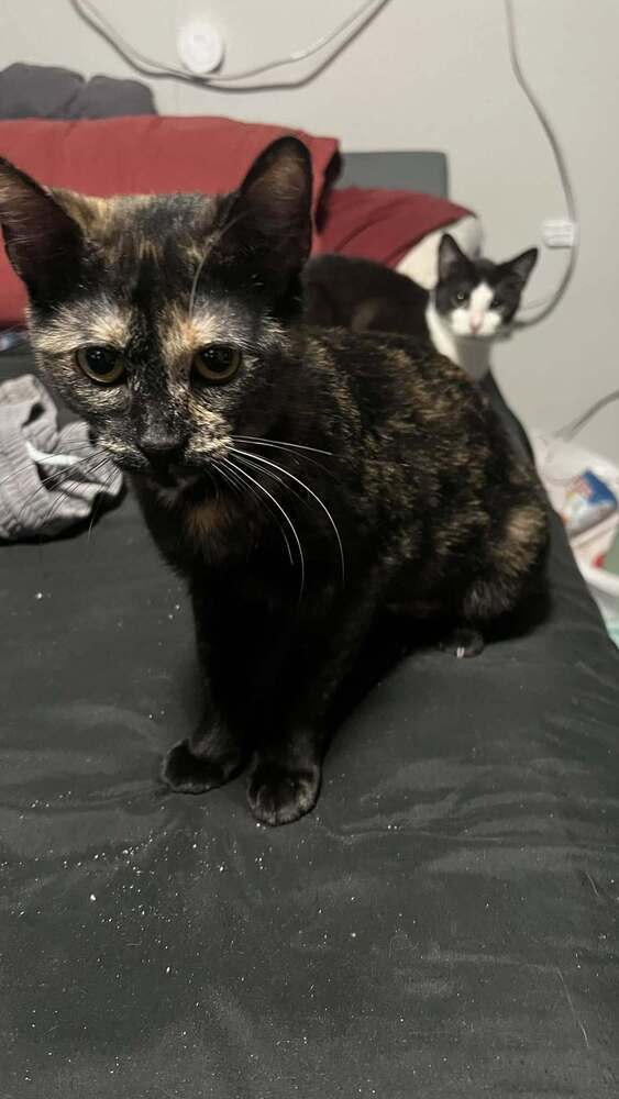 Sabrina, an adoptable Domestic Short Hair in Scott, LA, 70583 | Photo Image 3