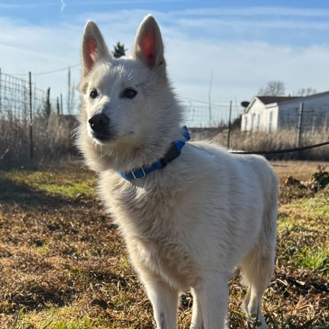 Dog for adoption - Viola, a Husky & Shepherd Mix in Brooklyn, NY ...