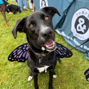 Make way for big puppy energy Warrin is an 8-month-old 45 pound retriever who always ready to go 