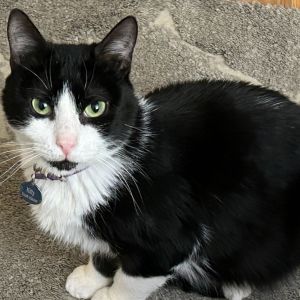 Kitty Scott Clause, Adult Female Domestic Medium Hair