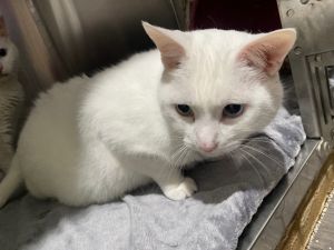 Mosi, Adult Male Domestic Short Hair