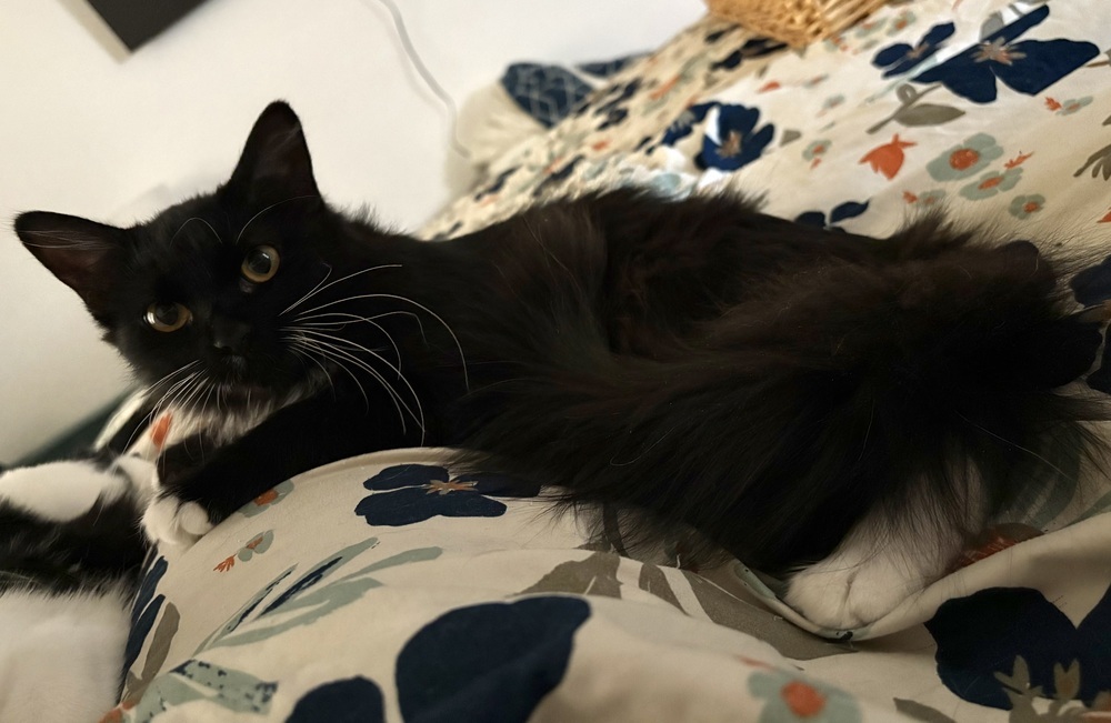 Spice, an adoptable Domestic Medium Hair in Lafayette, CO, 80026 | Photo Image 1