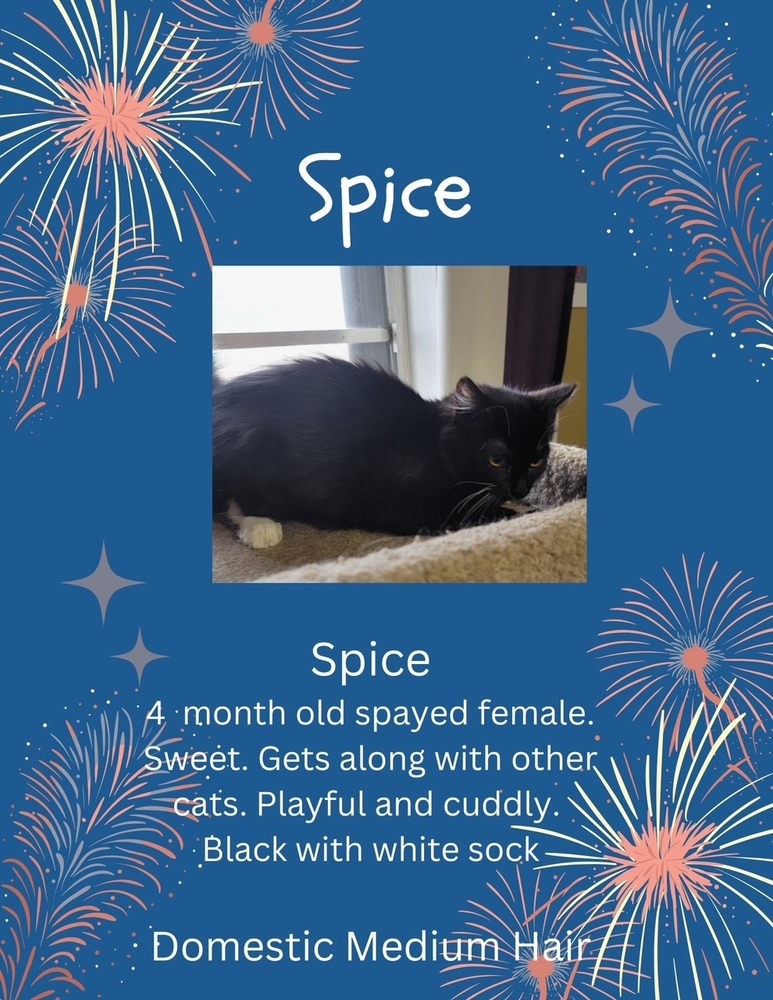 Spice, an adoptable Domestic Medium Hair in Lafayette, CO, 80026 | Photo Image 2