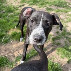 Peppers, Young Female Mixed Breed