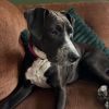 Peppers photo 4