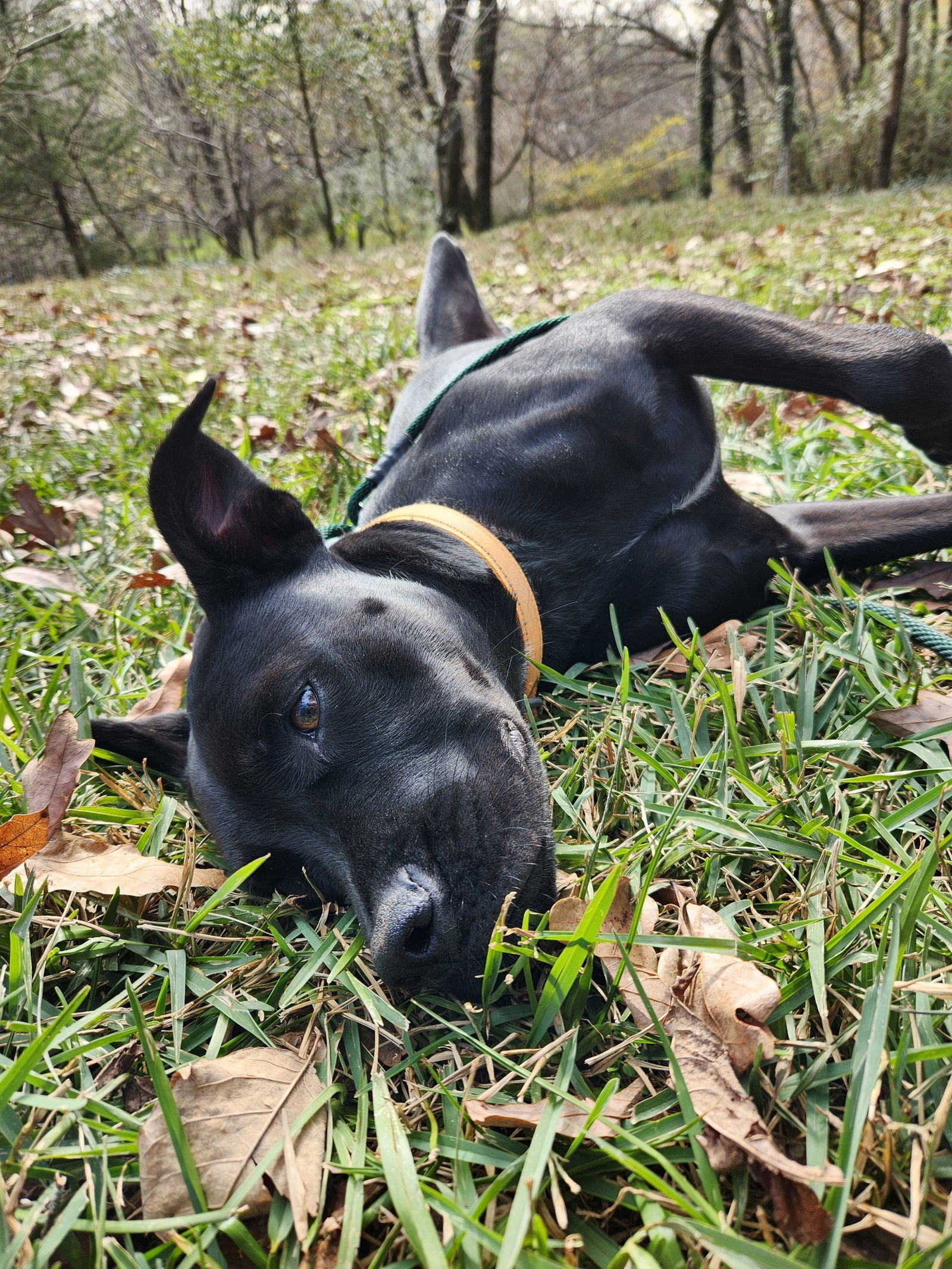 Jet