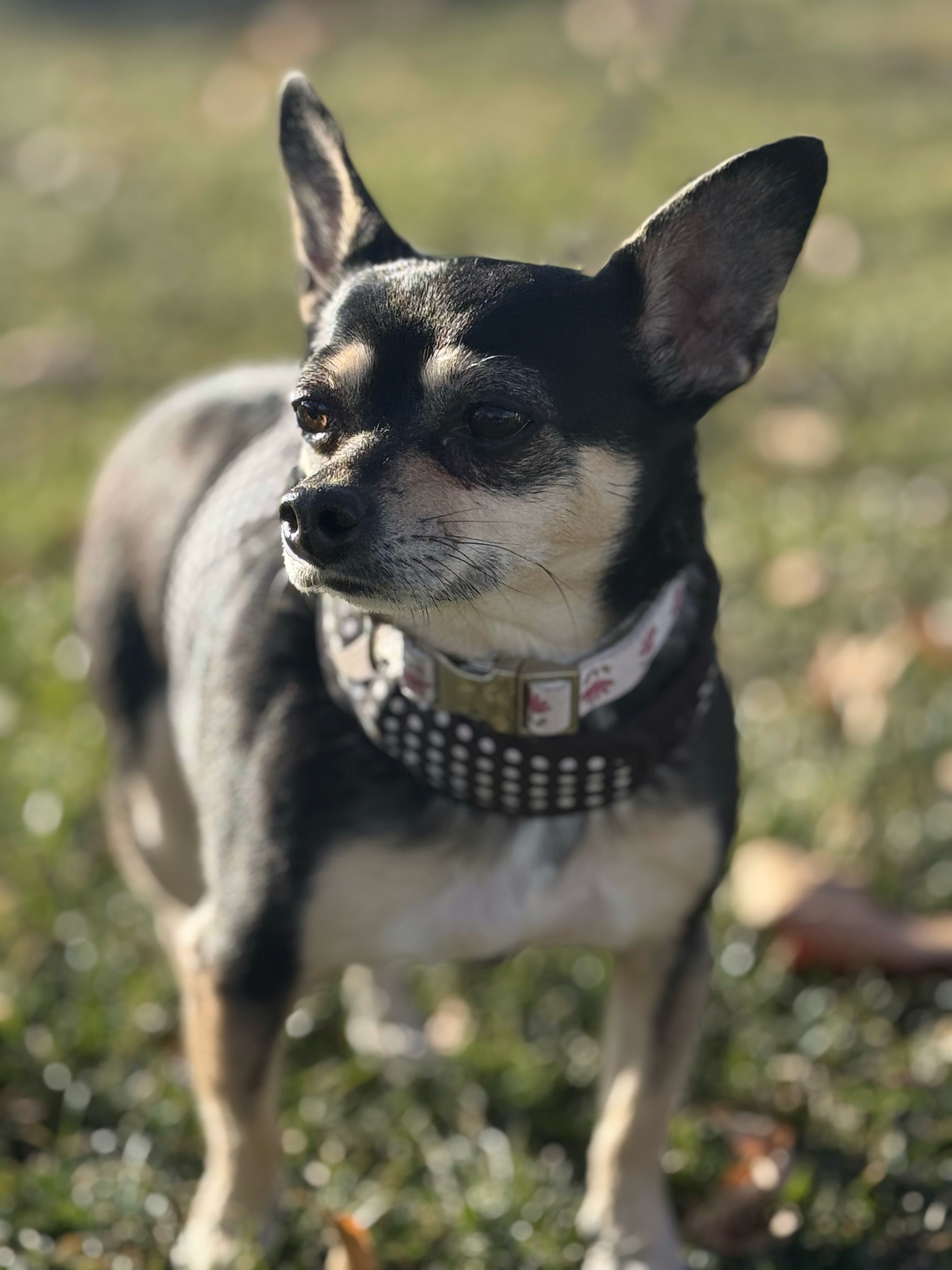 Krissy, an adoptable Chihuahua in Twin Falls, ID, 83301 | Photo Image 2