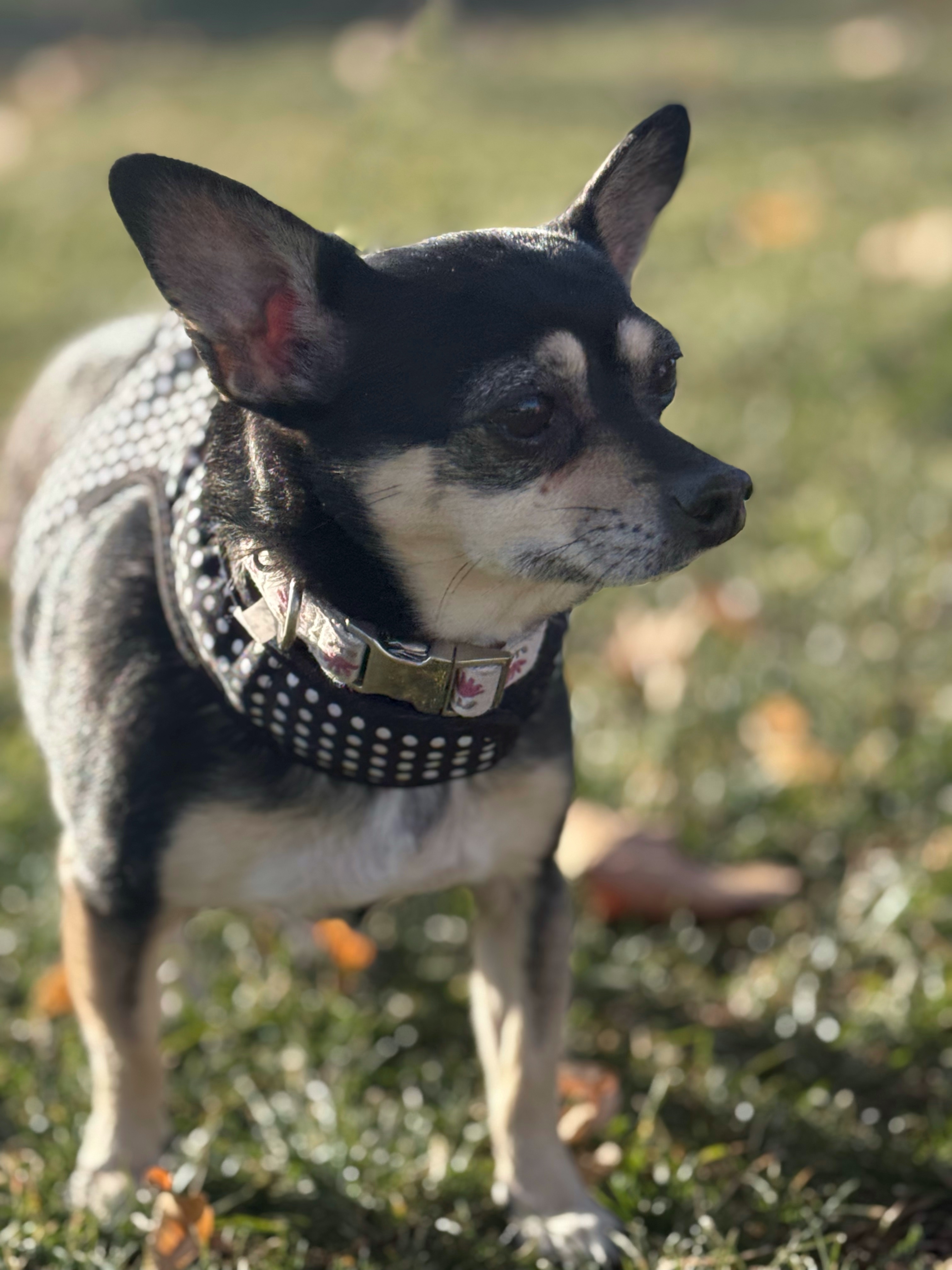 Krissy, an adoptable Chihuahua in Twin Falls, ID, 83301 | Photo Image 3
