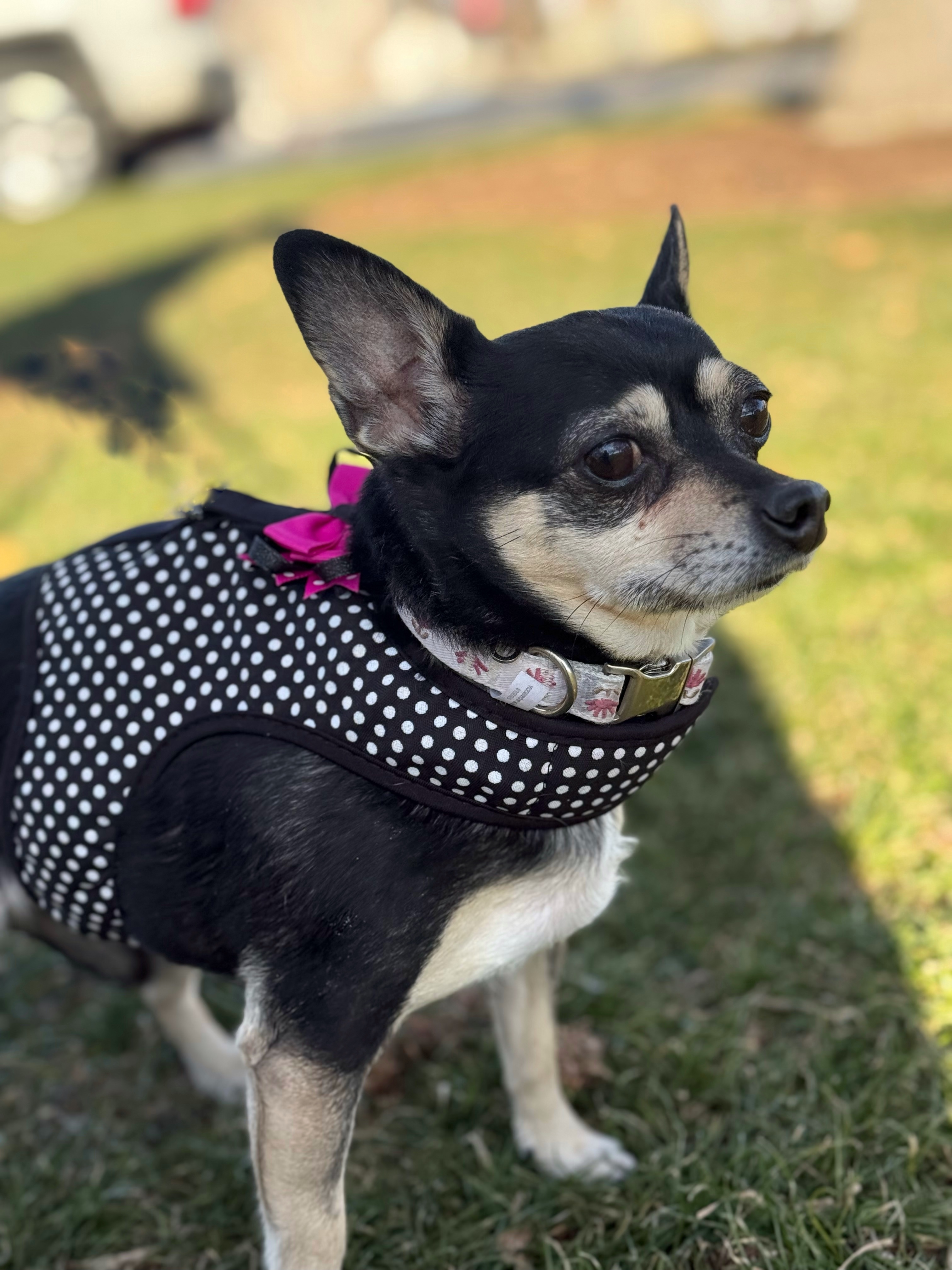 Krissy, an adoptable Chihuahua in Twin Falls, ID, 83301 | Photo Image 4