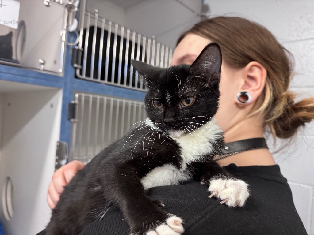 Ben, an adoptable Domestic Short Hair in Crandon, WI, 54520 | Photo Image 1