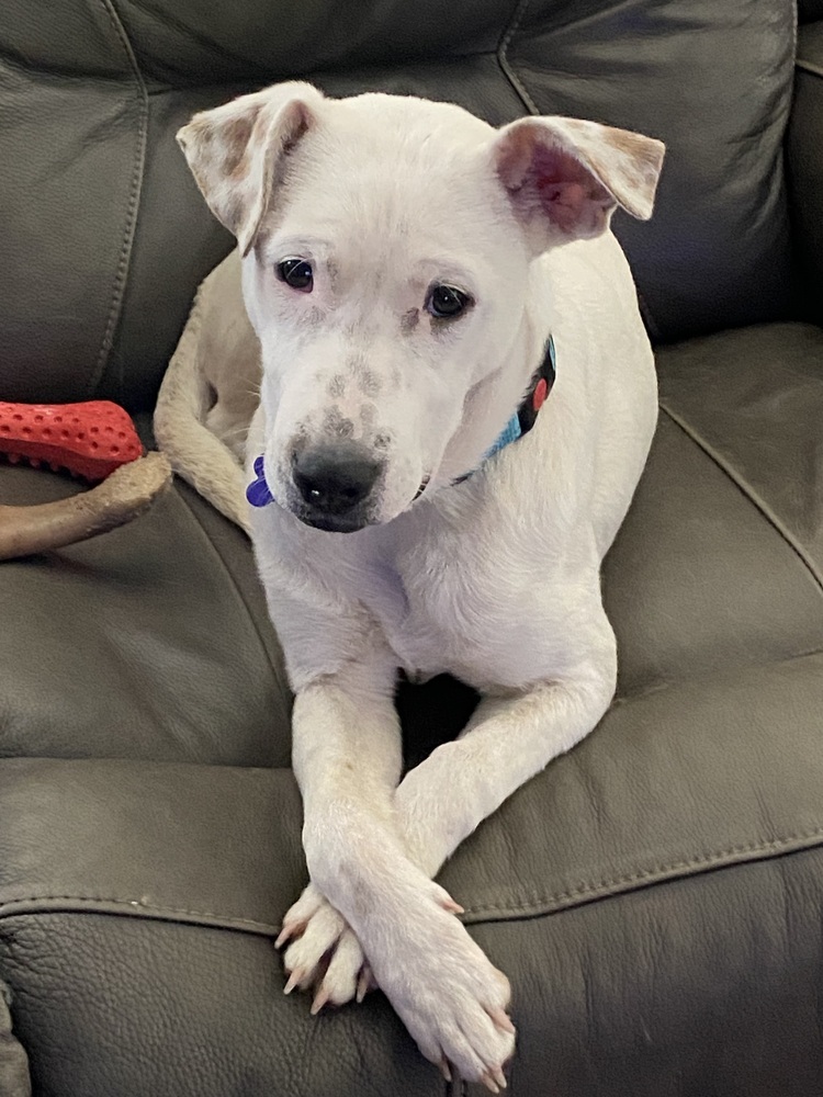 Pup Rebekah