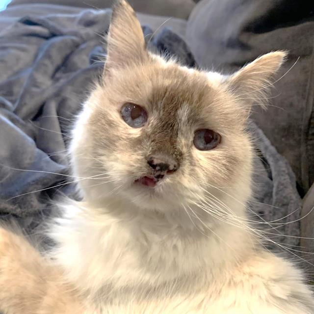 DAZZLE*, an adoptable Ragdoll in Tucson, AZ, 85745 | Photo Image 1