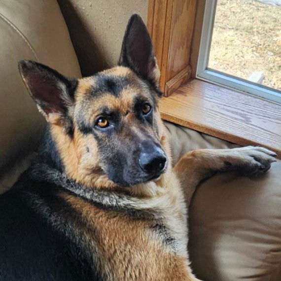 Burger, an adoptable German Shepherd Dog in Fargo, ND, 58103 | Photo Image 1