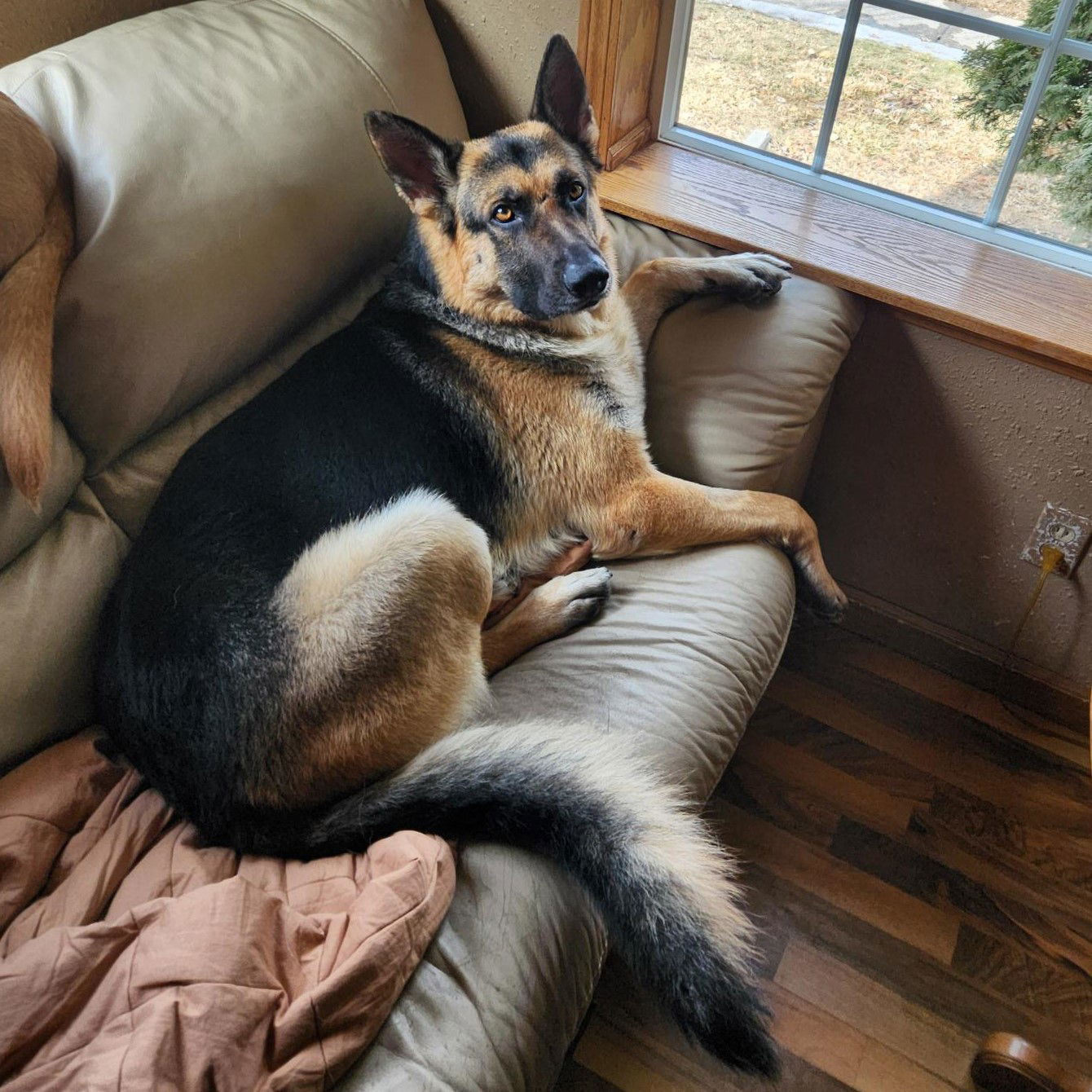 Burger, an adoptable German Shepherd Dog in Fargo, ND, 58103 | Photo Image 2