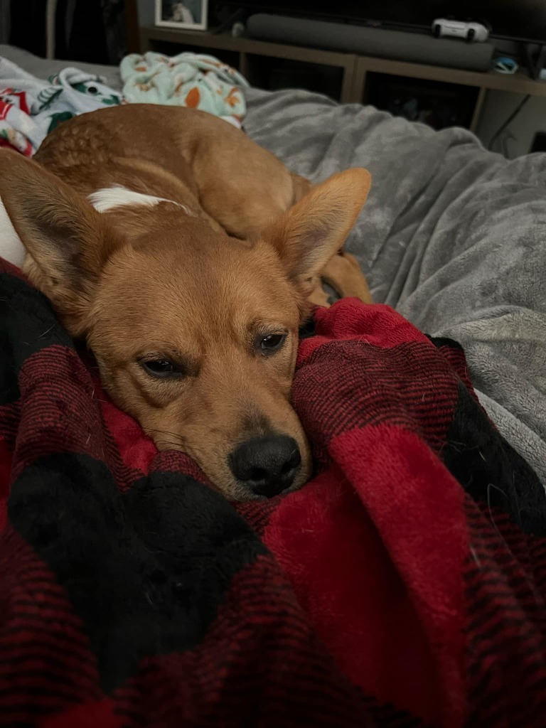 Joey, an adoptable Mixed Breed in Fond Du Lac, WI, 54935 | Photo Image 2