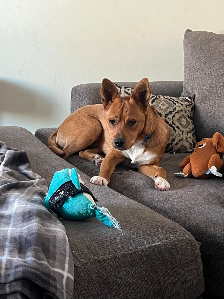 Joey, an adoptable Mixed Breed in Fond Du Lac, WI, 54935 | Photo Image 3