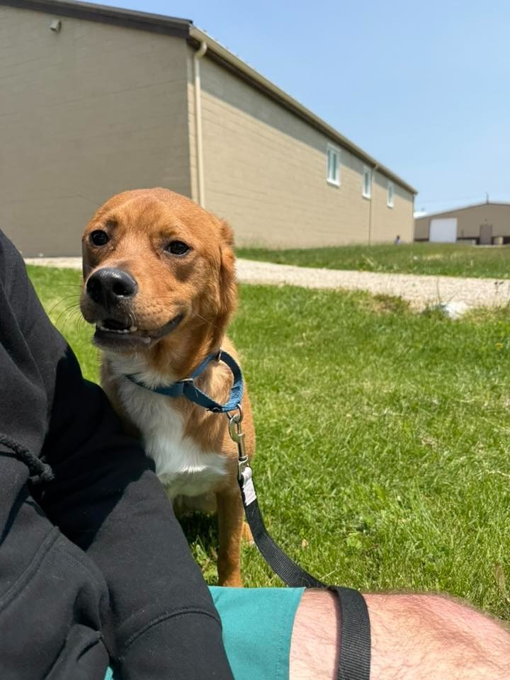 Joey, an adoptable Mixed Breed in Fond Du Lac, WI, 54935 | Photo Image 3