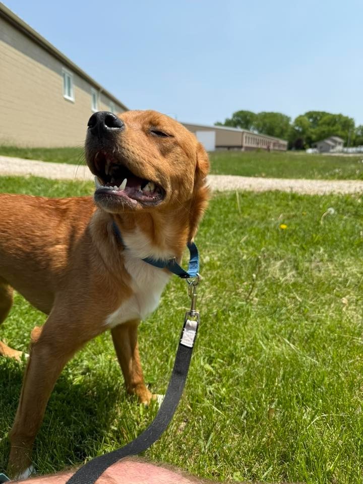 Joey, an adoptable Mixed Breed in Fond Du Lac, WI, 54935 | Photo Image 4
