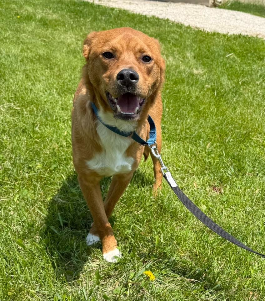 Joey, an adoptable Mixed Breed in Fond Du Lac, WI, 54935 | Photo Image 4