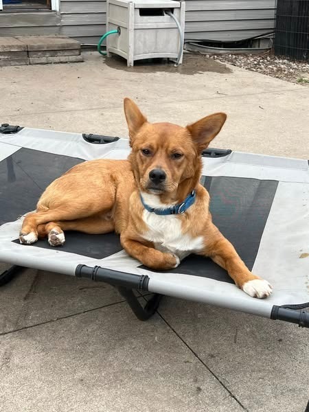 Joey, an adoptable Mixed Breed in Fond Du Lac, WI, 54935 | Photo Image 4