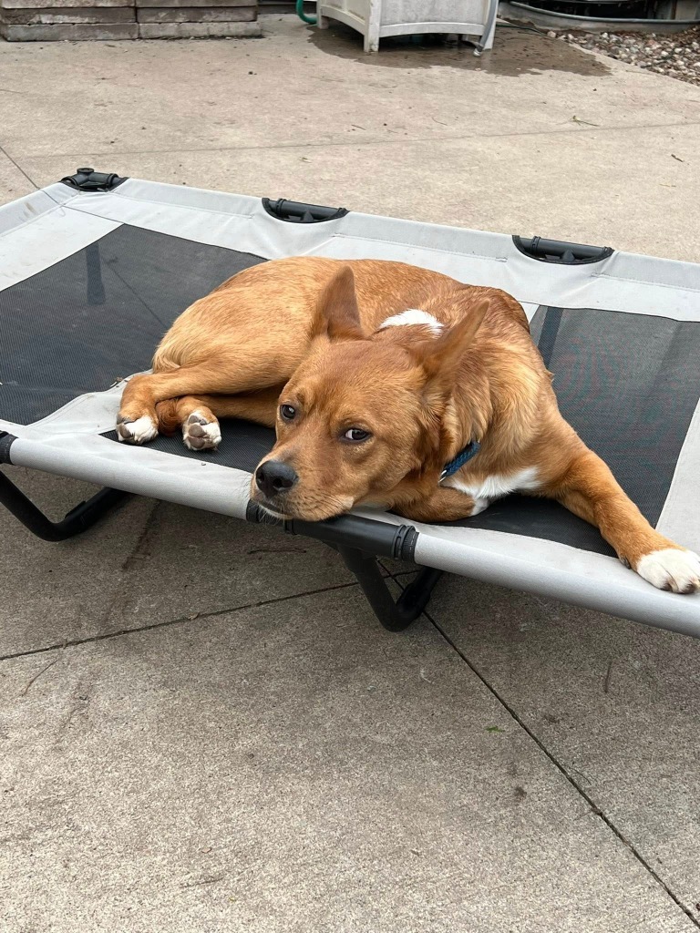 Joey, an adoptable Mixed Breed in Fond Du Lac, WI, 54935 | Photo Image 5