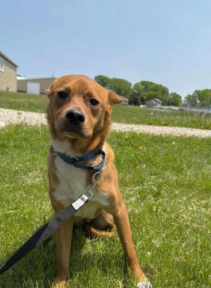 Joey, an adoptable Mixed Breed in Fond Du Lac, WI, 54935 | Photo Image 6