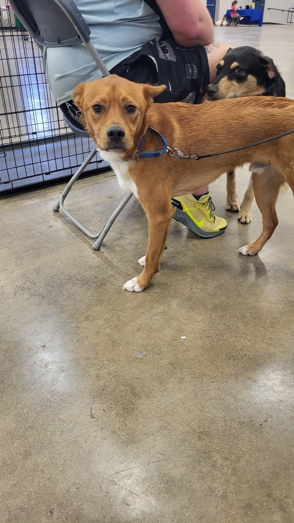 Joey, an adoptable Mixed Breed in Fond Du Lac, WI, 54935 | Photo Image 6