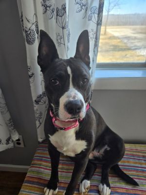 Cabby, Young Female Cattle Dog