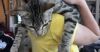 Ginnie photo 1